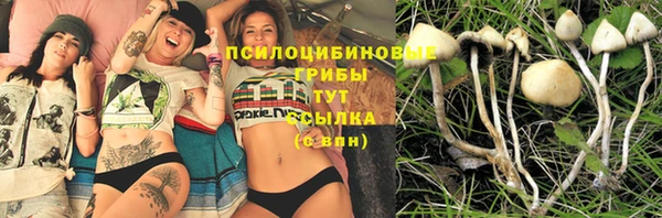 шишки Арсеньев
